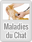 Maladie du chat