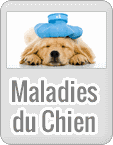 Maladie du chien
