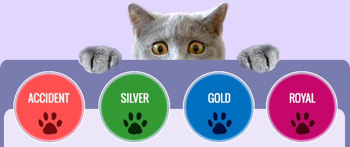 Assurance Chien - Chat