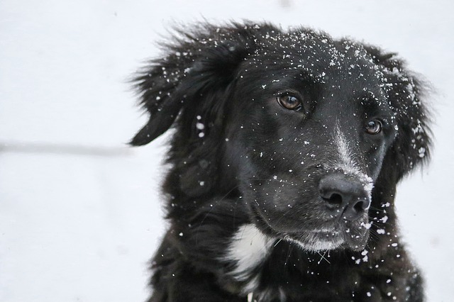 Votre chien est-il sensible au froid ?