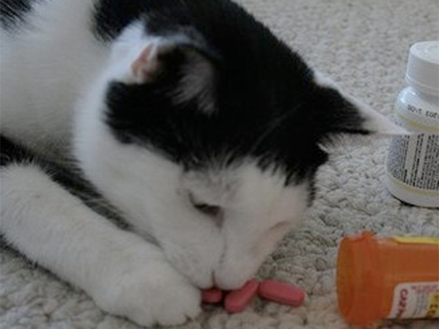 Comment donner facilement ses médicaments à votre chat ?