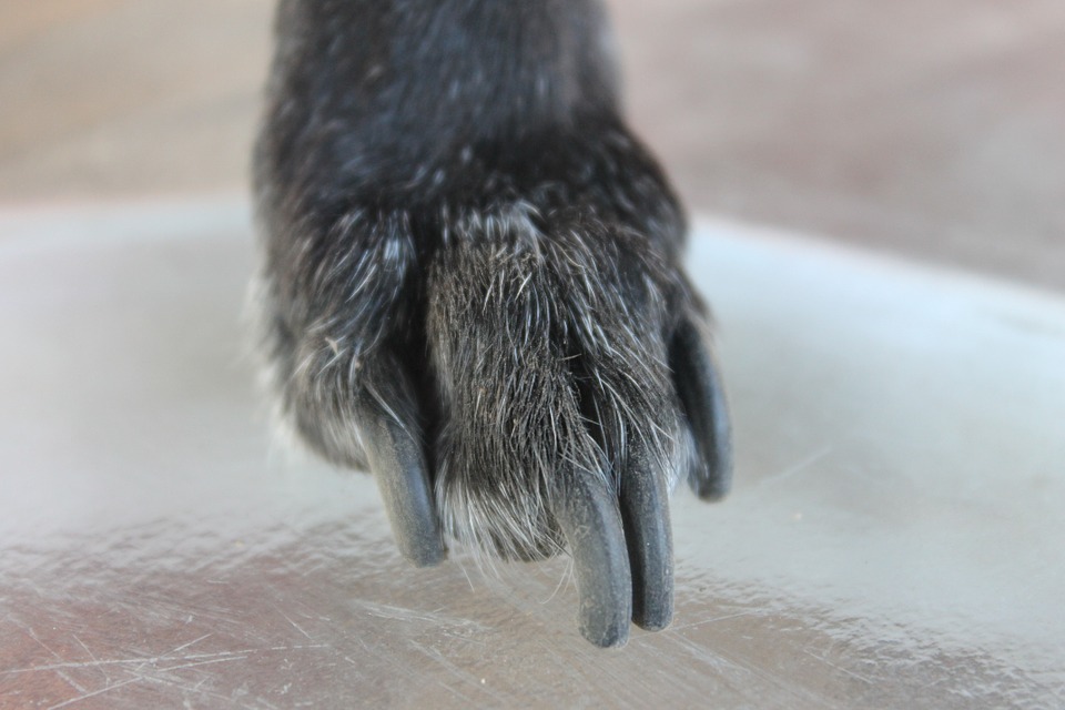 Couper les ongles de son chien : un exercice de style, mais pas seulement !
