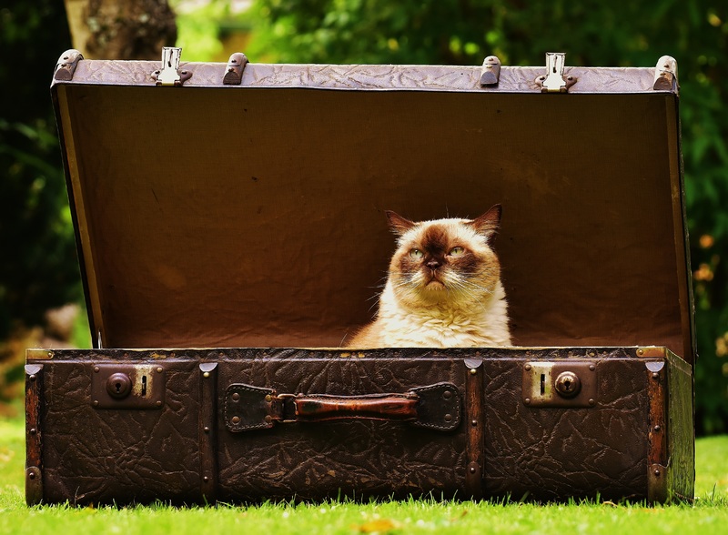 Partir en vacances sans son chat