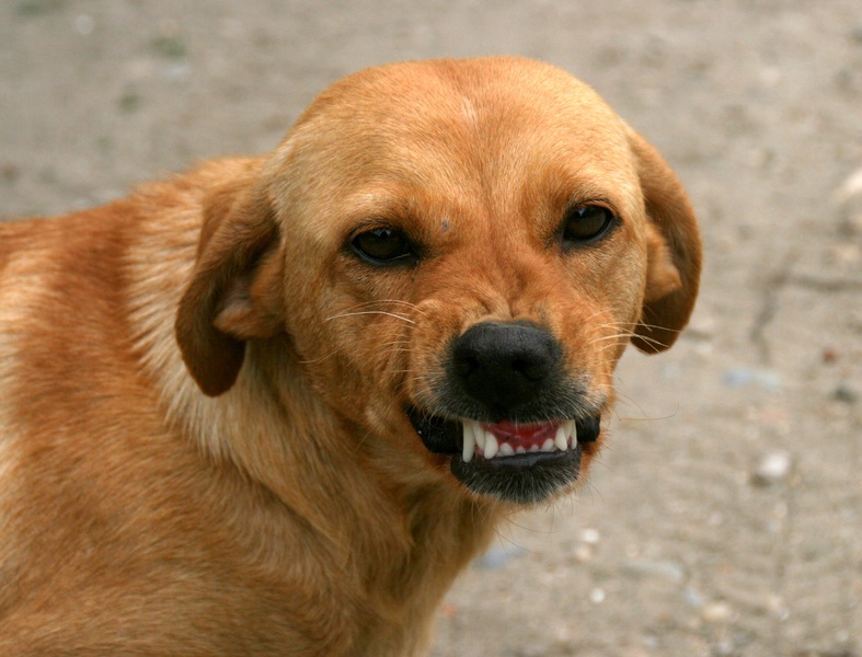Est-ce que ma RC couvre les morsures de mon chien à des tierces 