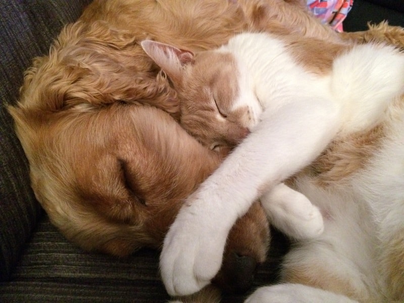 Comment Favoriser L Entente Entre Chien Et Chat