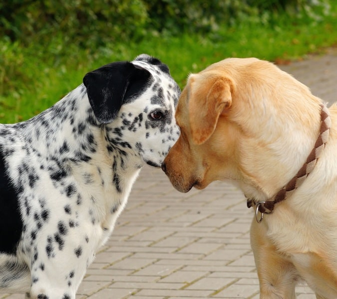 rencontre avec un chien