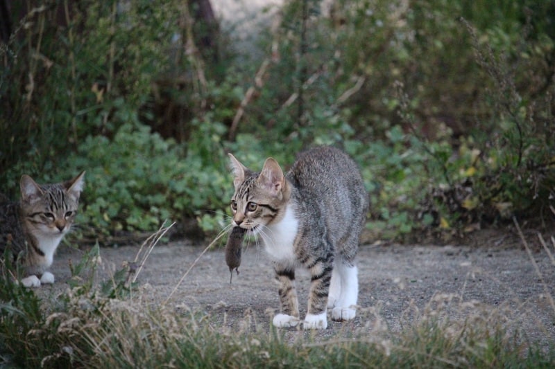 Mon Chat Est Un Chasseur Est Ce Dangereux Pour Sa Sante