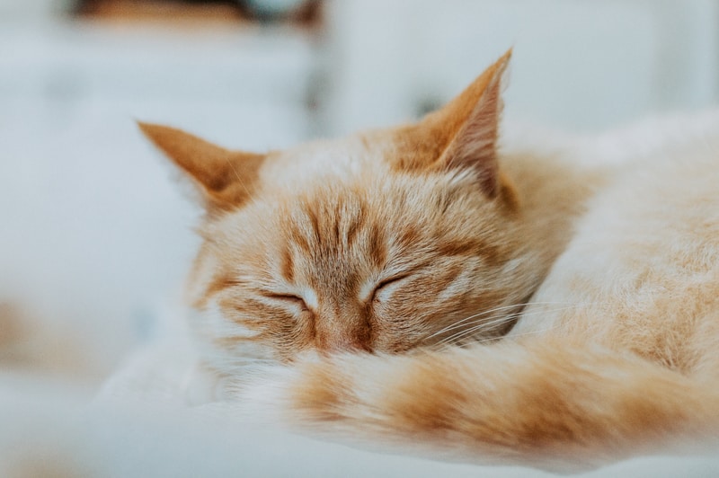 Combien Coutent Les Frais De Sante Du Chat