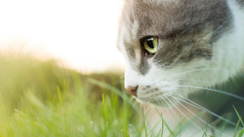 Herbe à chats : pourquoi en raffolent-ils autant ?