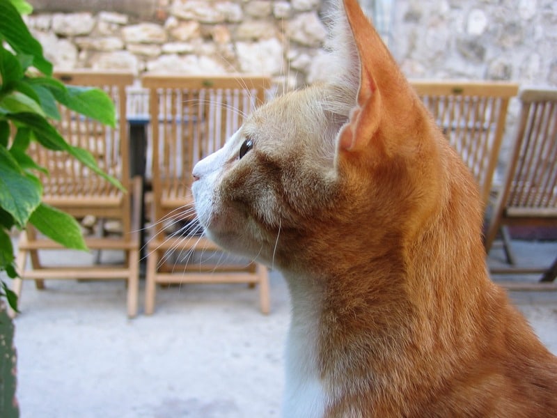 Conseils à adopter avec mon chat pendant la période du confinement.