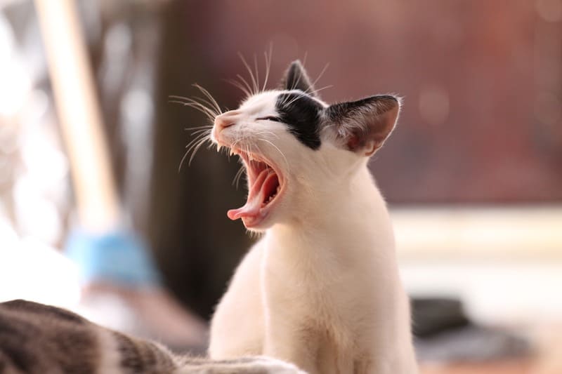 Repulsifs Pour Chats Les Recettes Miracles