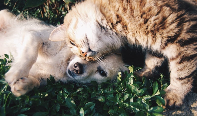 Intoxication Du Chien Ou Du Chat Dangers Prevention Et Traitement