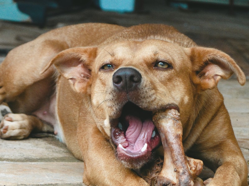Comment brosser les dents de son chien ?