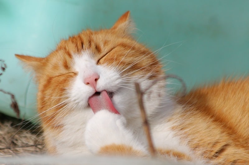 Peut On Laver Son Chat
