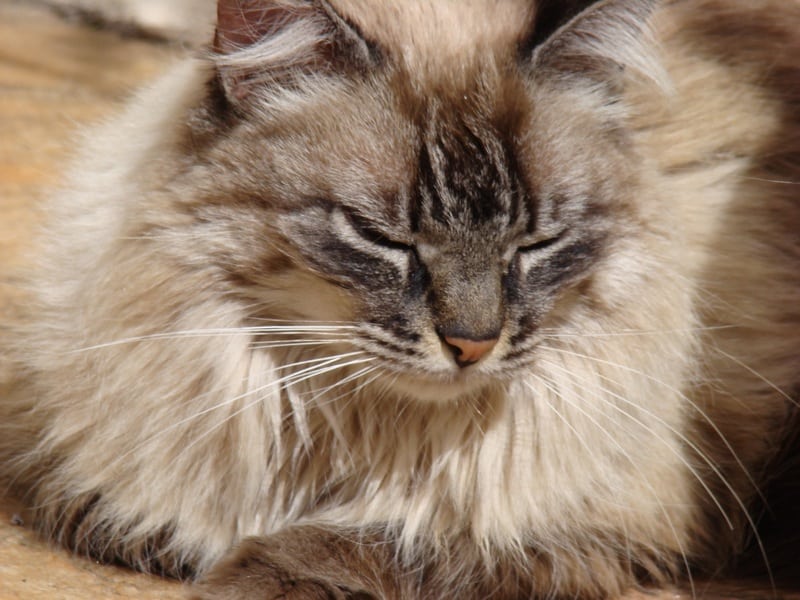 Mon Chat Perd Ses Poils A Quel Moment S Inquieter Mon Chat Perd Ses Poils A Quel Moment S Inquieter