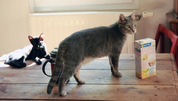 Donner du lait à mon chat : bonne ou mauvaise idée ?