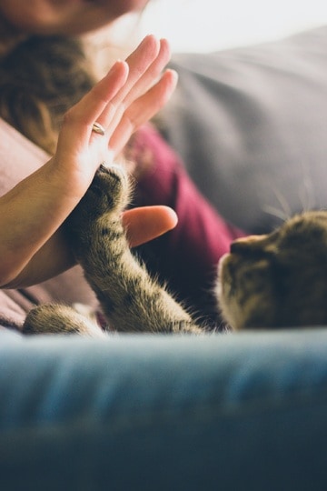 Mon chat est-il heureux ? Les signes qui ne trompent pas