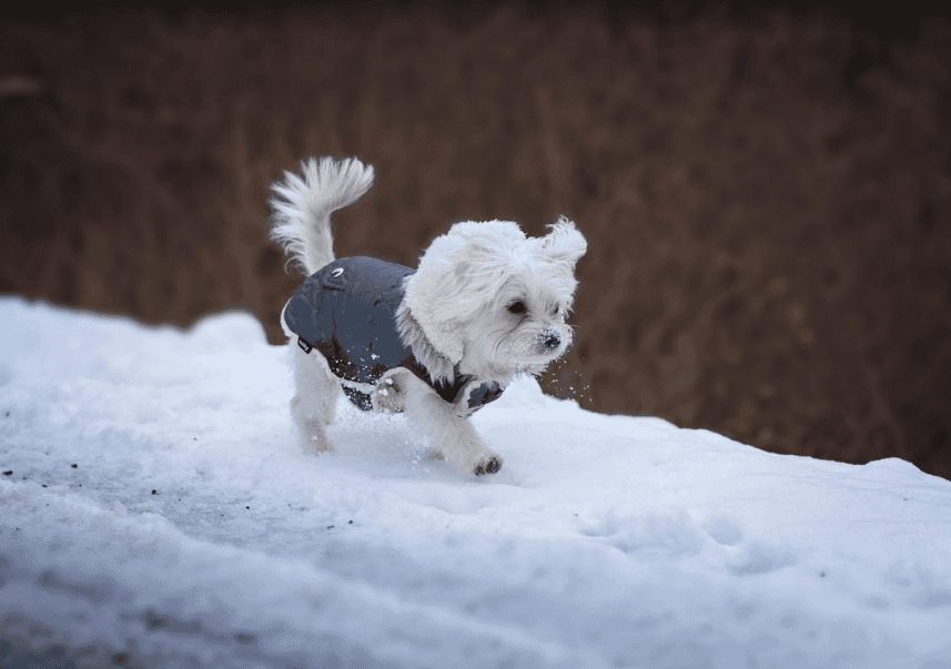 Mettre un manteau à son chien : est-ce vraiment utile ?