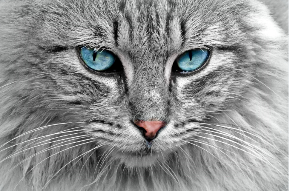 Les chats : ces animaux mystérieux à la mauvaise réputation