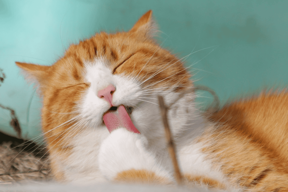 La propreté du chat : un aspect essentiel pour sa santé et son bien-être