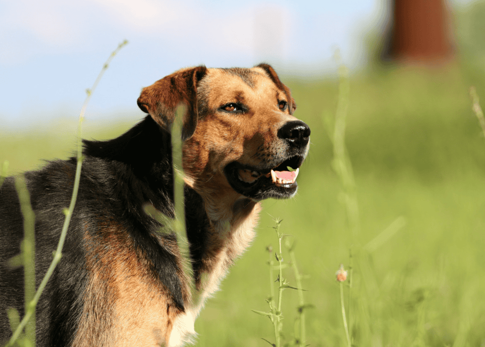 Comment protéger votre chien des dangers du soleil et de la chaleur estivale