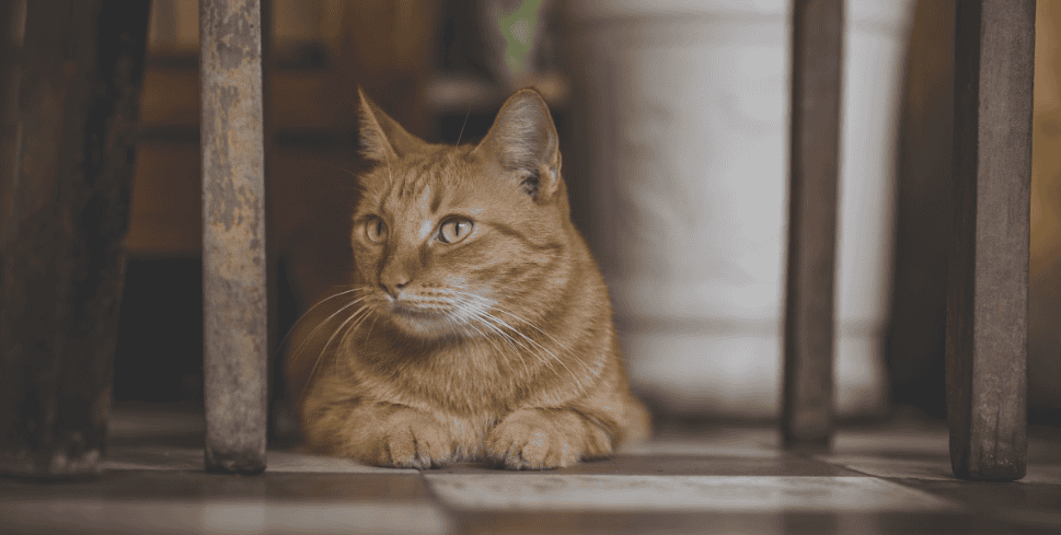 Quelles sont les races de chats les plus adaptées pour les enfants et la vie de famille ?