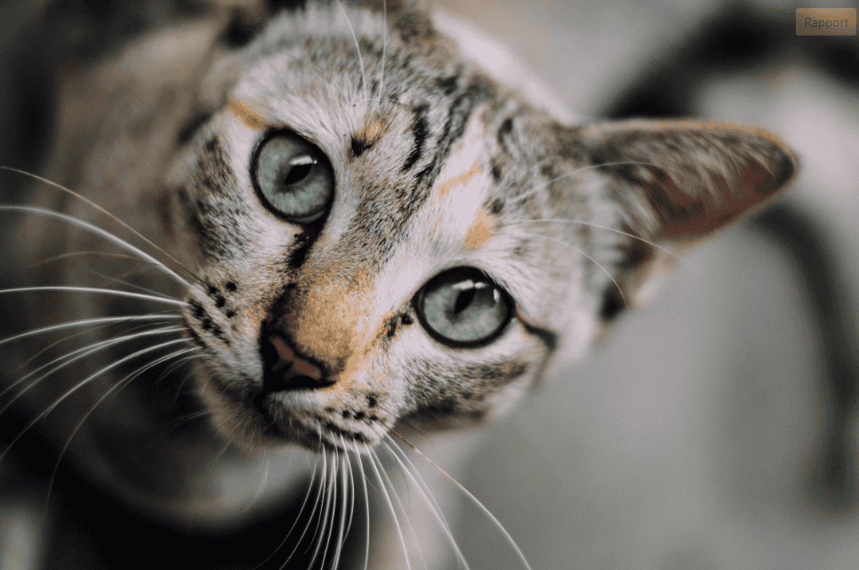 La synergologie appliquée aux chats : décoder le langage corporel félin