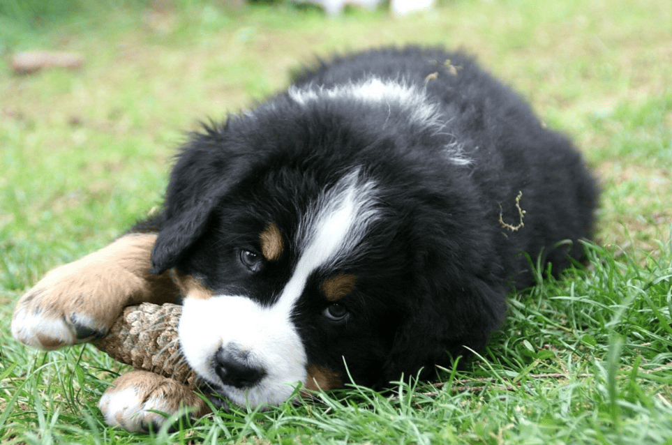 Comprendre le comportement des chiens grâce à la synergologie : décrypter leur langage corporel pour mieux communiquer avec eux