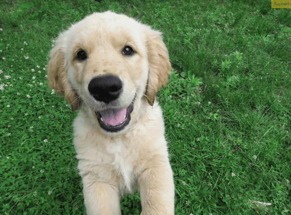 Pourquoi avoir un chien améliore la santé mentale et physique