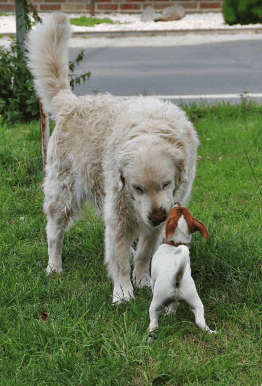 Les facteurs qui influencent le coût de l’assurance animale