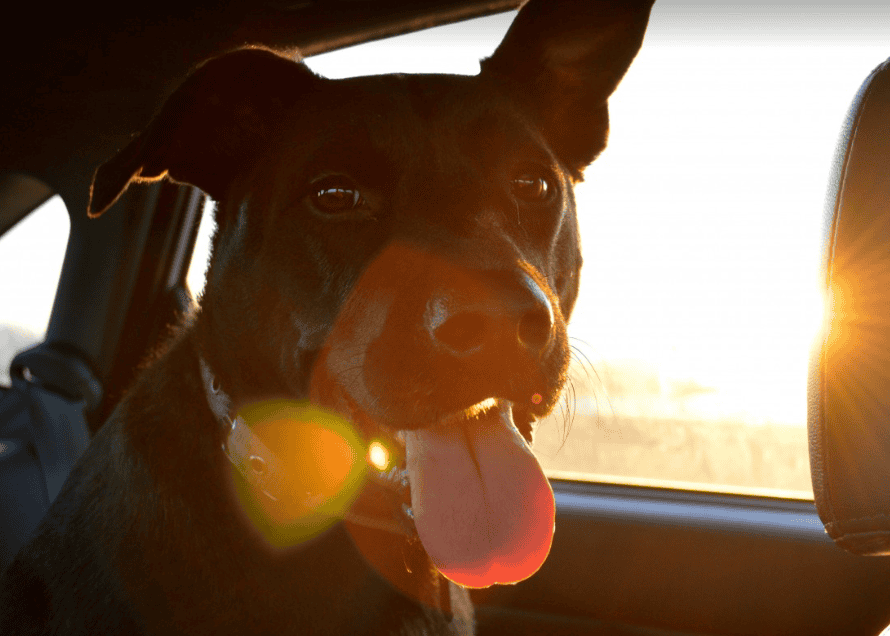 Voyager avec son chien : quelles précautions prendre ?