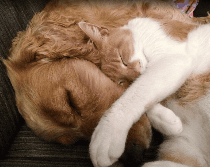 AssurVeto : L’assurance santé pour chiens et chats