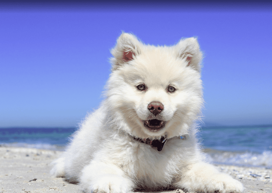 Pourquoi les chiens aboient-ils ?