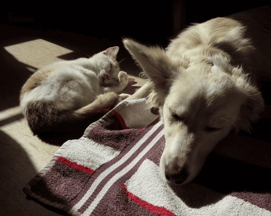 Les facteurs qui influencent le coût de l’assurance animale