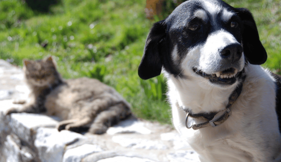 Le coût des vétérinaires : pourquoi les soins pour animaux peuvent être chers