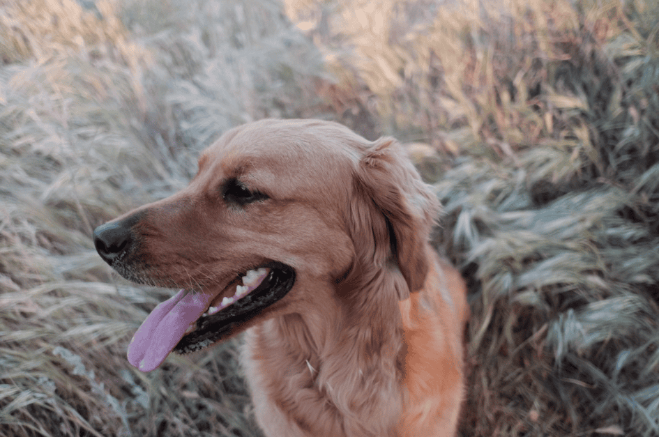 Allergies chez l’humain causées par les chiens et les chats