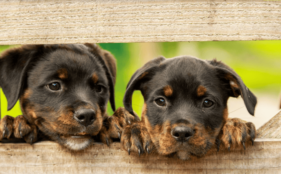 Faut-il mieux adopter un chien d’élevage ou de refuge ?