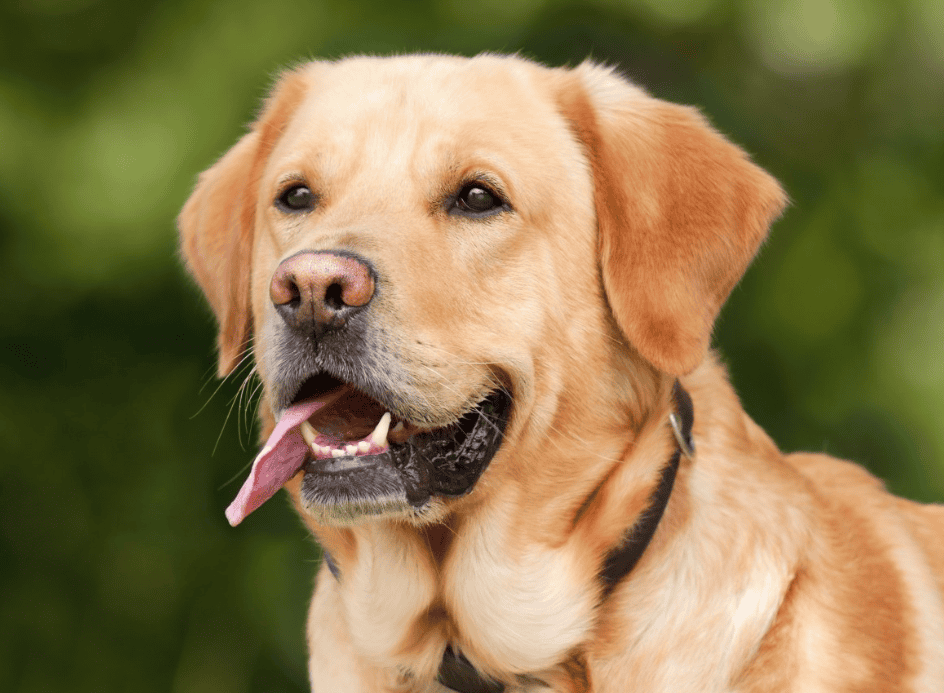Quelles sont les races de chiens les plus populaires du moment ?