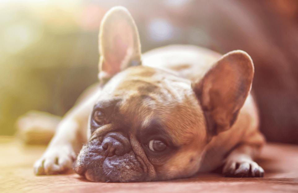 Quelles sont les races de chiens les plus fragiles ?