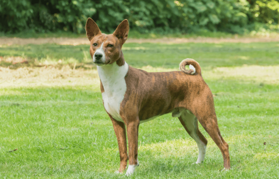 Quelles sont les races de chiens les plus robustes 