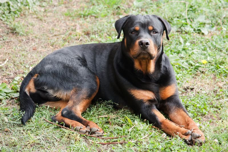 Rottweiler : le chien fidèle et protecteur