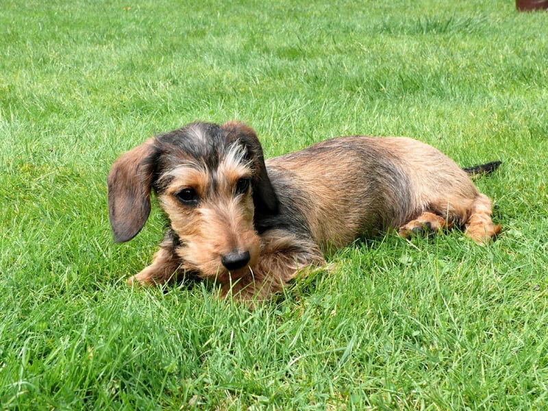 Teckel : le chien courageux, affectueux et plein de caractère