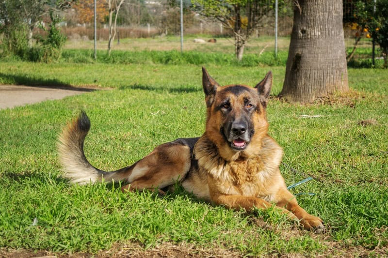 Berger Allemand : le chien loyal, intelligent et protecteur