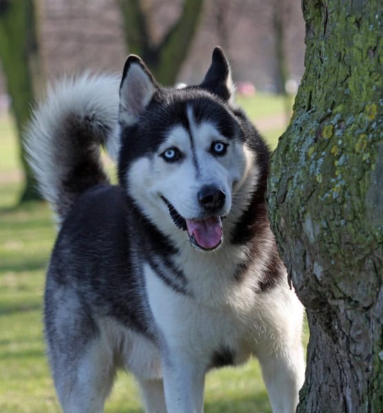 Husky : le chien énergique, loyal et au regard envoûtant