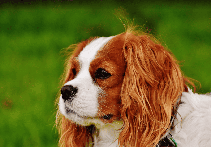 Cavalier King Charles : le chien doux, affectueux et compagnon idéal