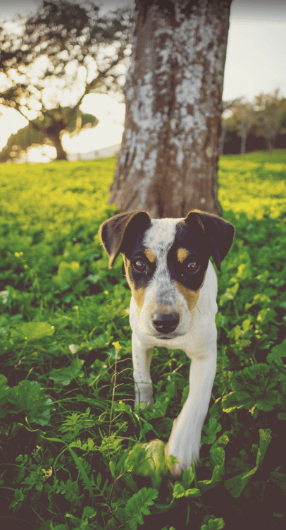 Le Jack Russell Terrier : un petit chien plein d’énergie et de caractère