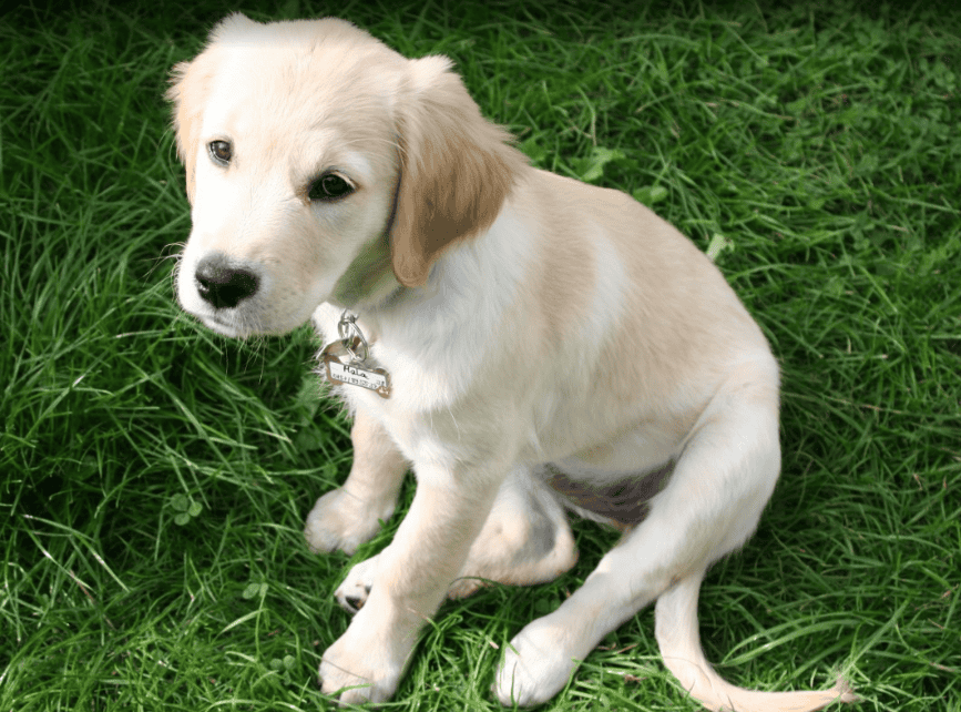 Le Golden Retriever : un chien de famille intelligent et affectueux