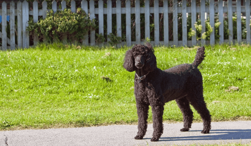Le Caniche : un chien intelligent, élégant et polyvalent