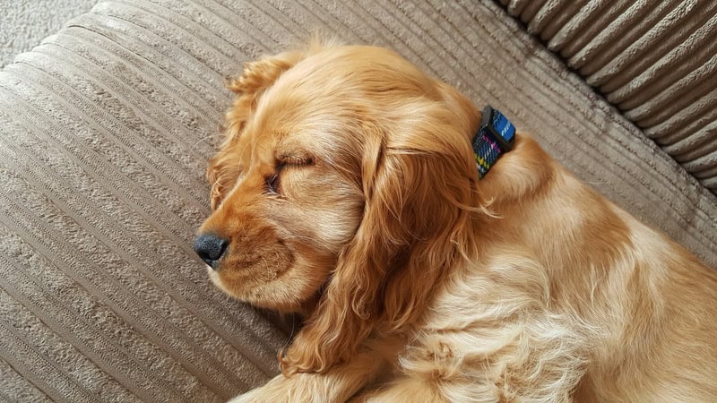 Le Cocker Spaniel : un chien joyeux, affectueux et plein d’énergie