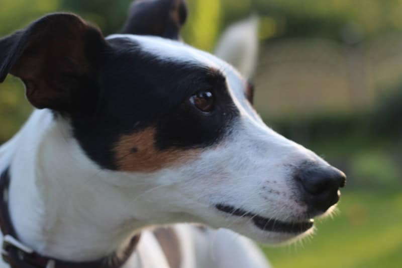 Le Jack Russell Terrier : un petit chien plein d’énergie et de caractère